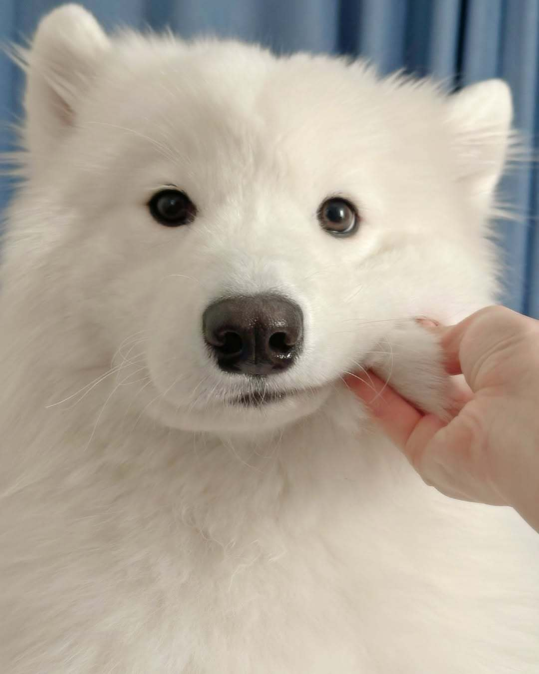 萨摩耶：要点脸吧？ 