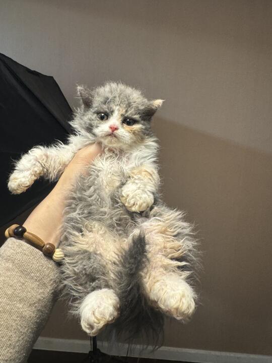 三花塞凯妹妹 7500💰