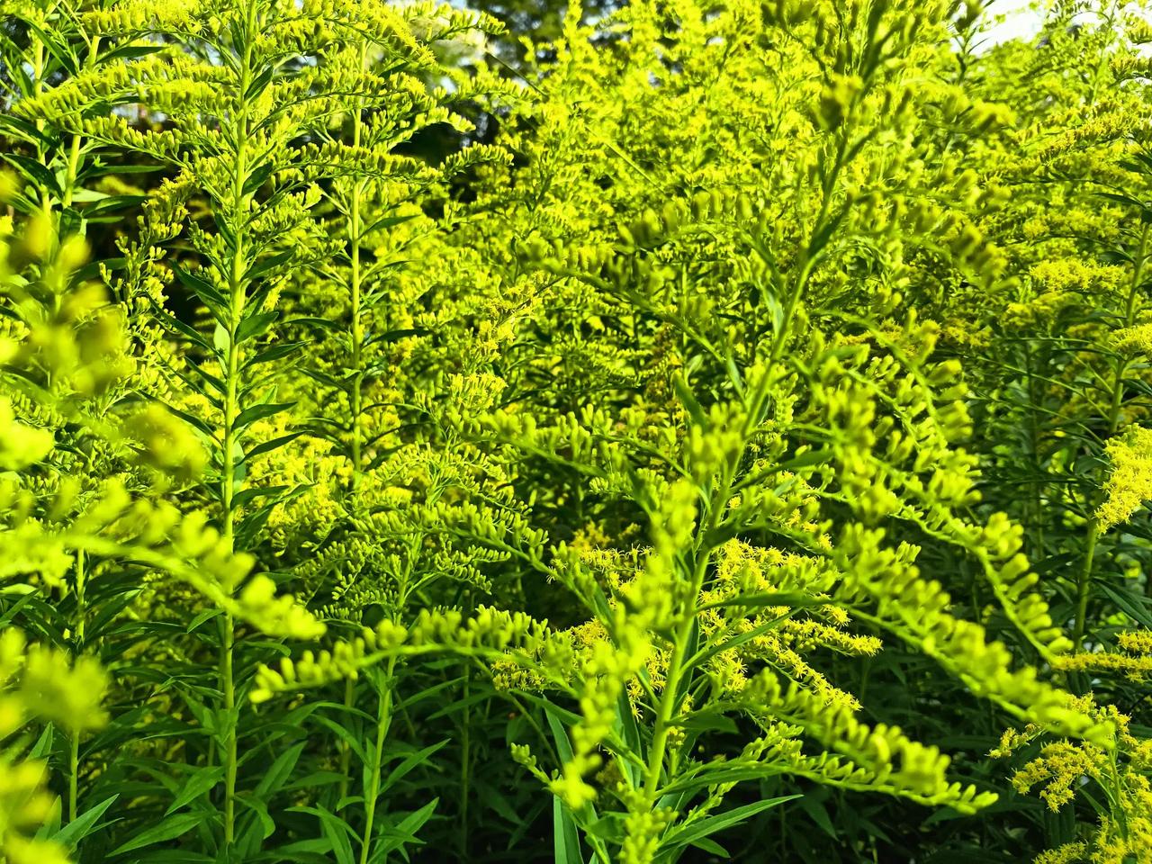 春日生活打卡季