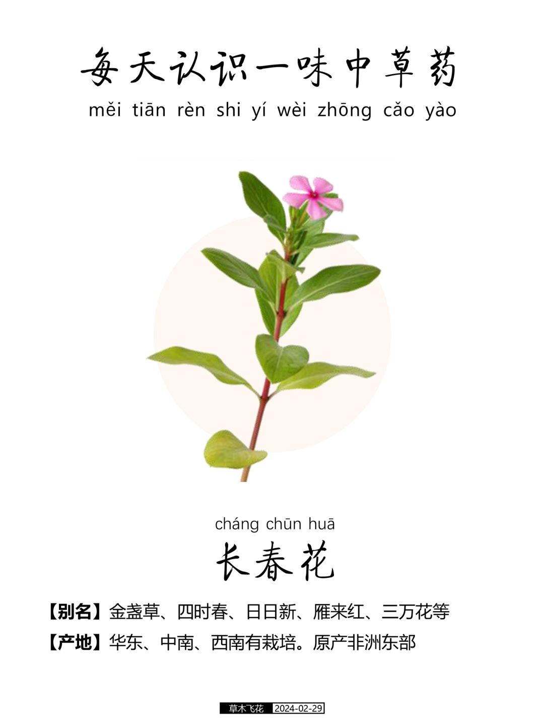 每天认识一味中草药-长春花🌸🌿