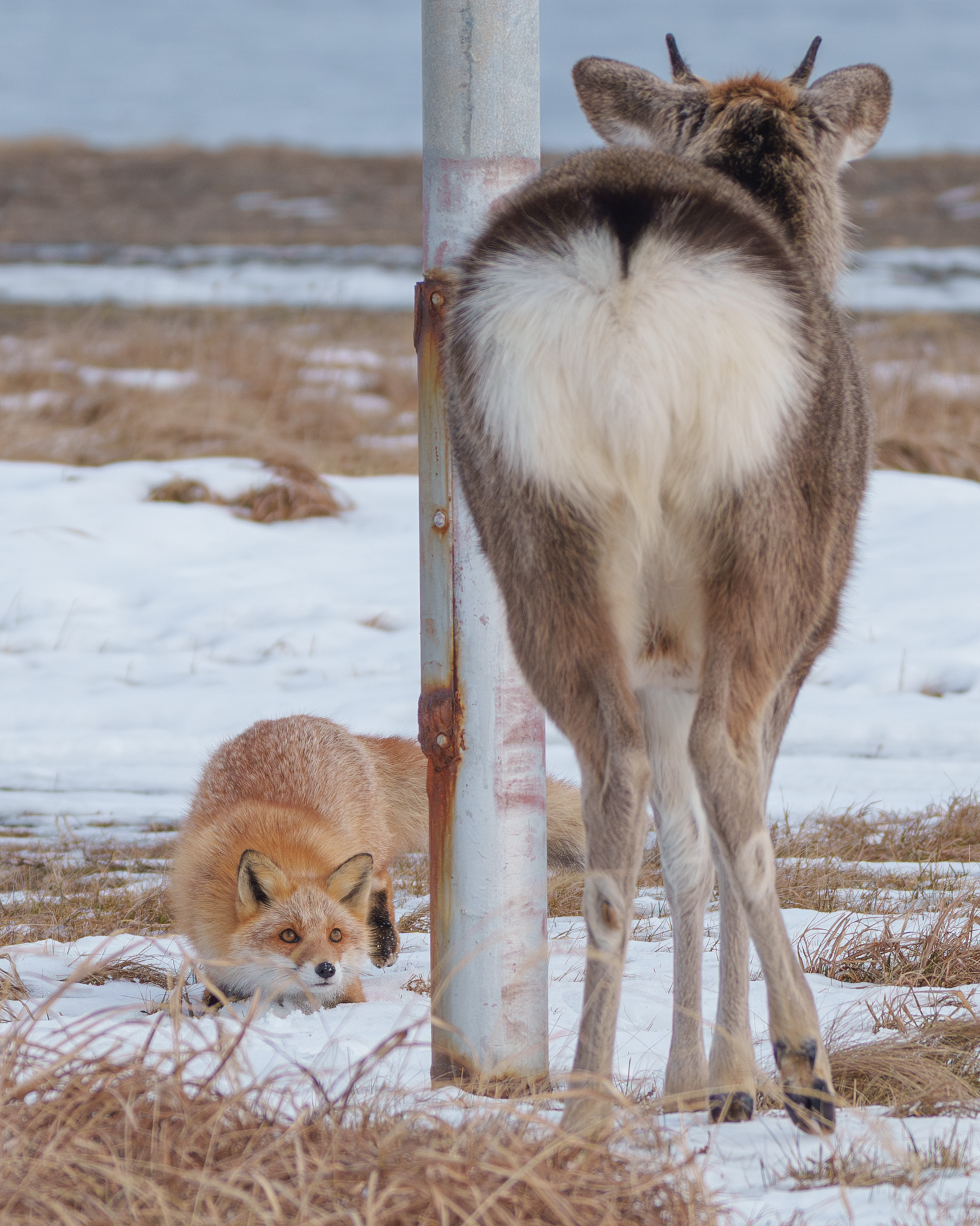 一只狍子一直在跟踪小狐狸，给小狐狸整炸毛了【推：photo_inu】 