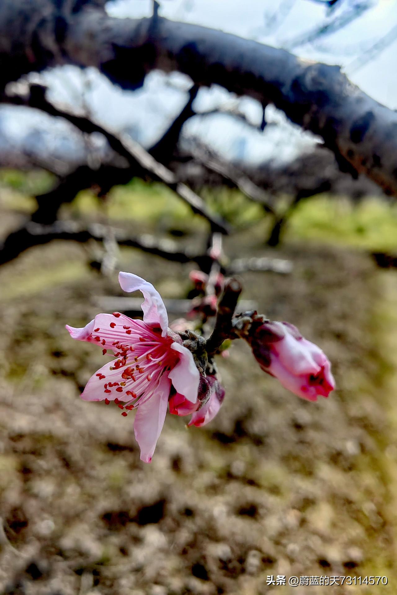 春暖花开之际，春天里的第一波桃花正含苞待放，恰似娇羞的少女。
周末，我前往被誉为