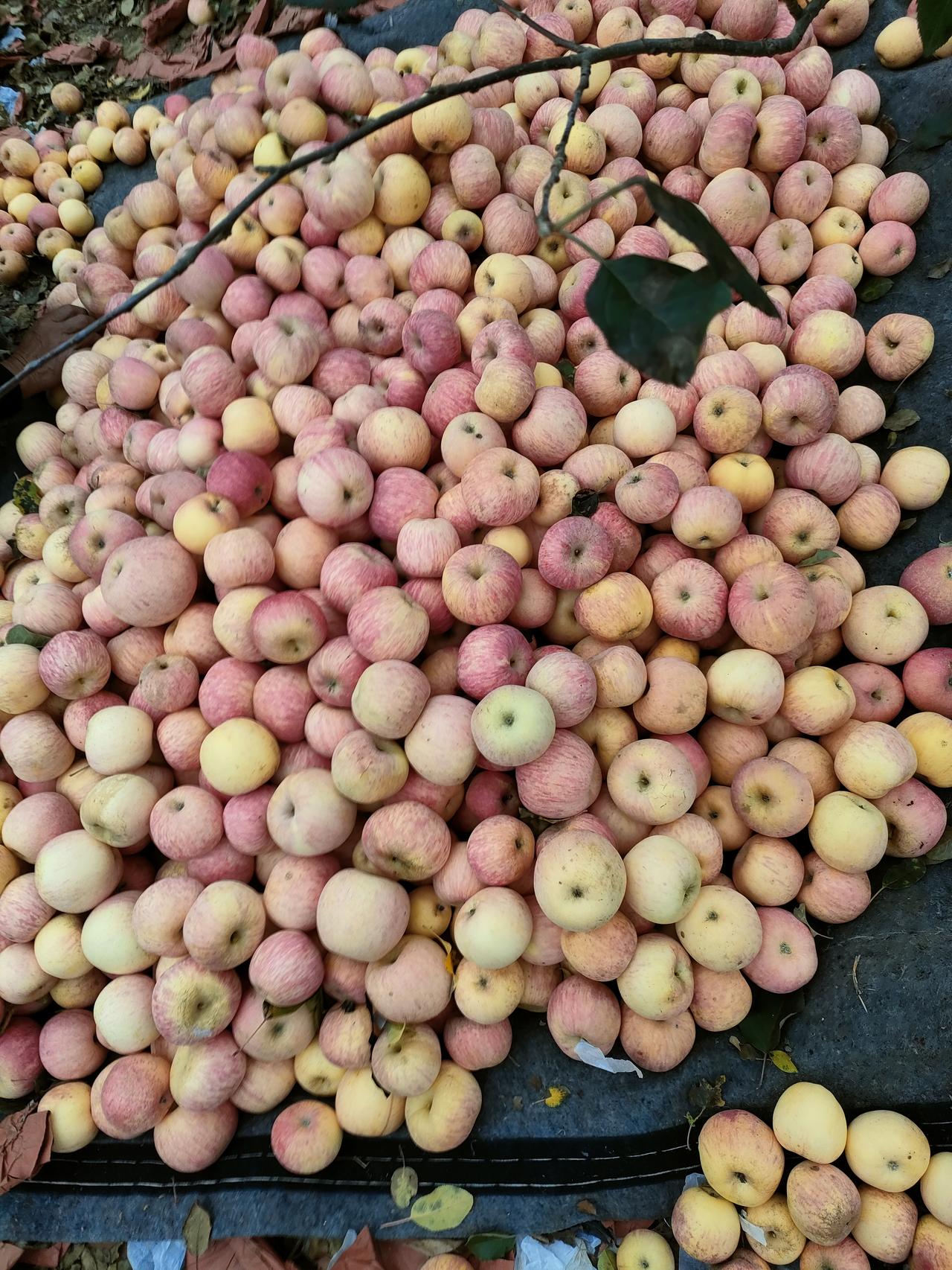 沂源苹果庆丰收
金秋时节爽悠悠，
沂源苹果获丰收！
果农忙禄紧采摘，
色正个大甜