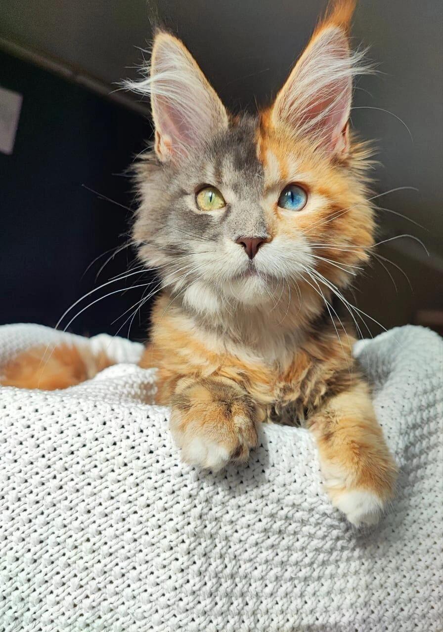 奇美拉嵌合体猫，半边脸拥有不同的毛色和瞳色

两个胚胎在早期发育阶段融合，会导致