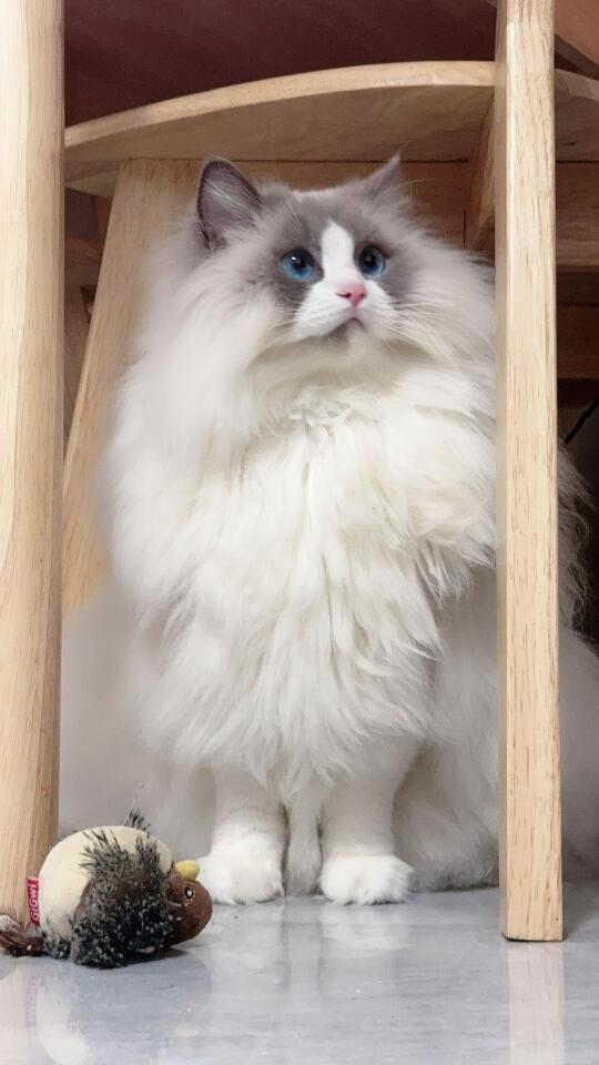 昨天看到一个朋友说～ 如果一个男生一直发他的猫猫，说明这个男生很丑！ ...