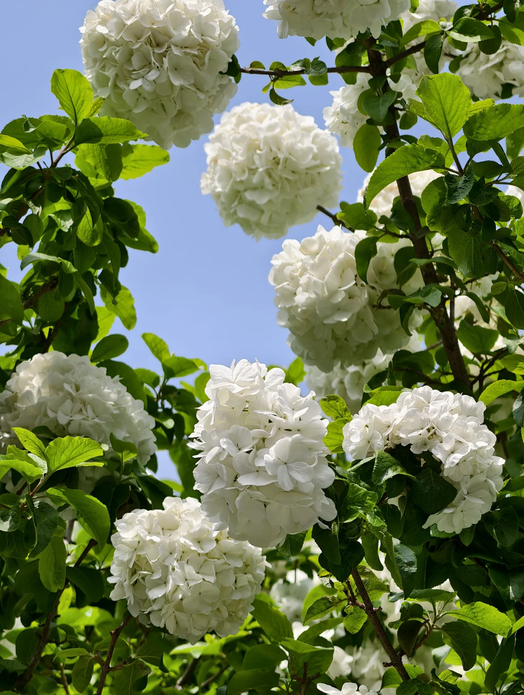 4.10实拍！！白洋湾公园的木绣球开爆了！！