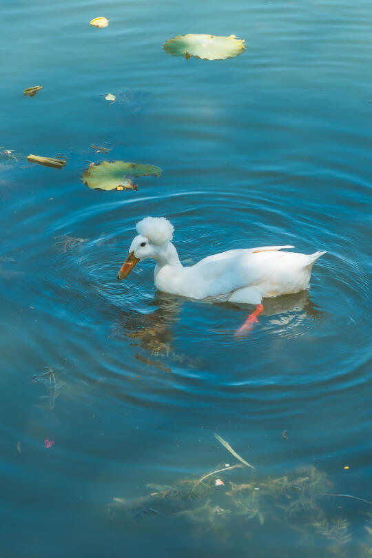 玄武湖的烫头鸭，也太好玩了吧🦆