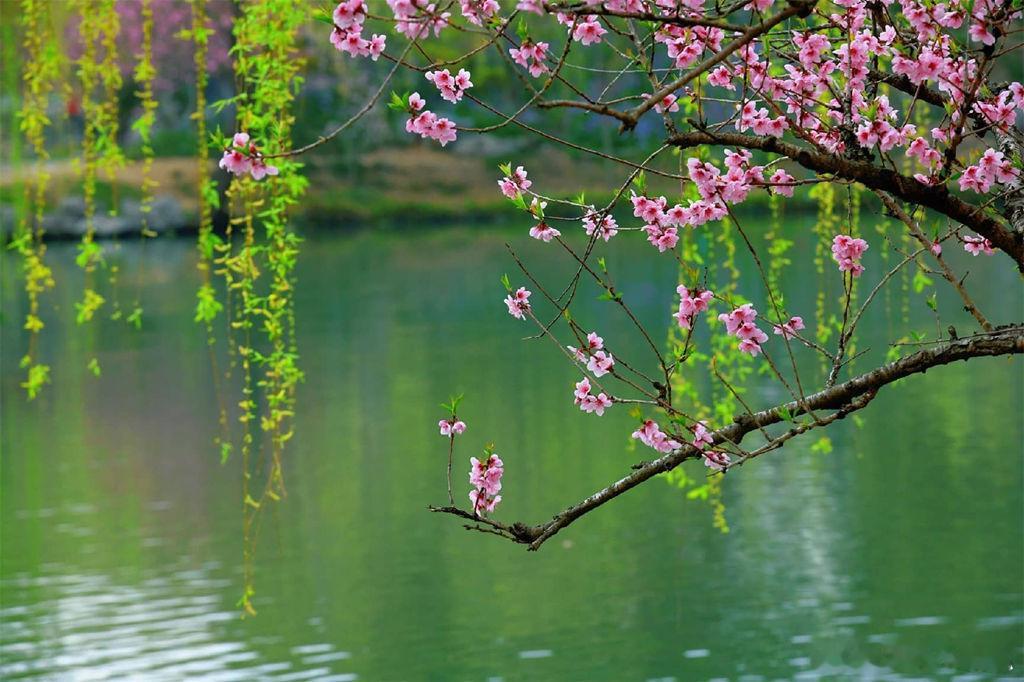 【美丽家乡 江苏扬州——桃云染霞 春风写意       春日的江苏扬州，桃花竞相