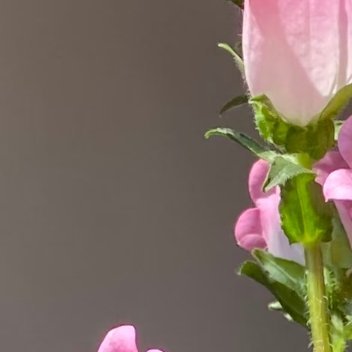 风铃草的日常种植养护秘籍寓意：风铃草象征温柔、健康、感恩、创造力。喜欢它的人富有