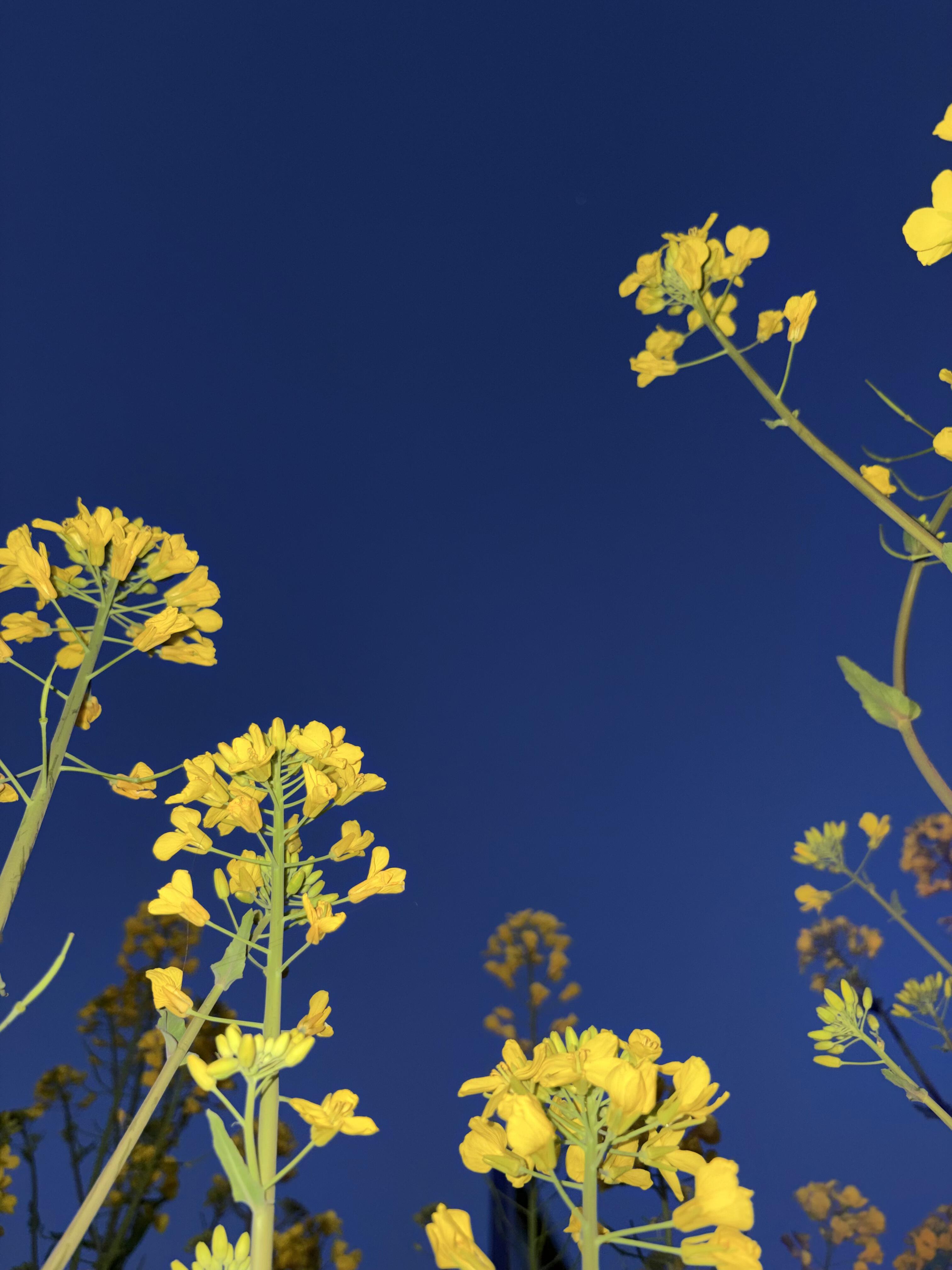 是油菜花的季节，风里都是油菜花的味道 