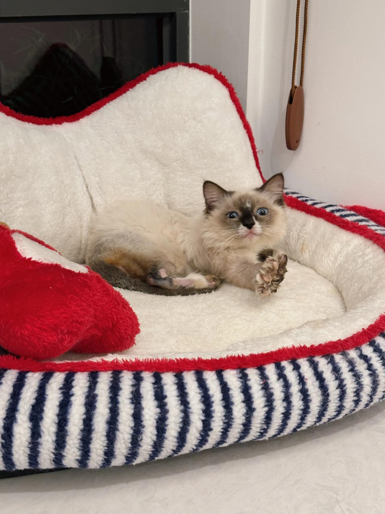 今晚宝宝可以跟老师睡吗？我很可爱的哟！#猫咪# #萌宠#