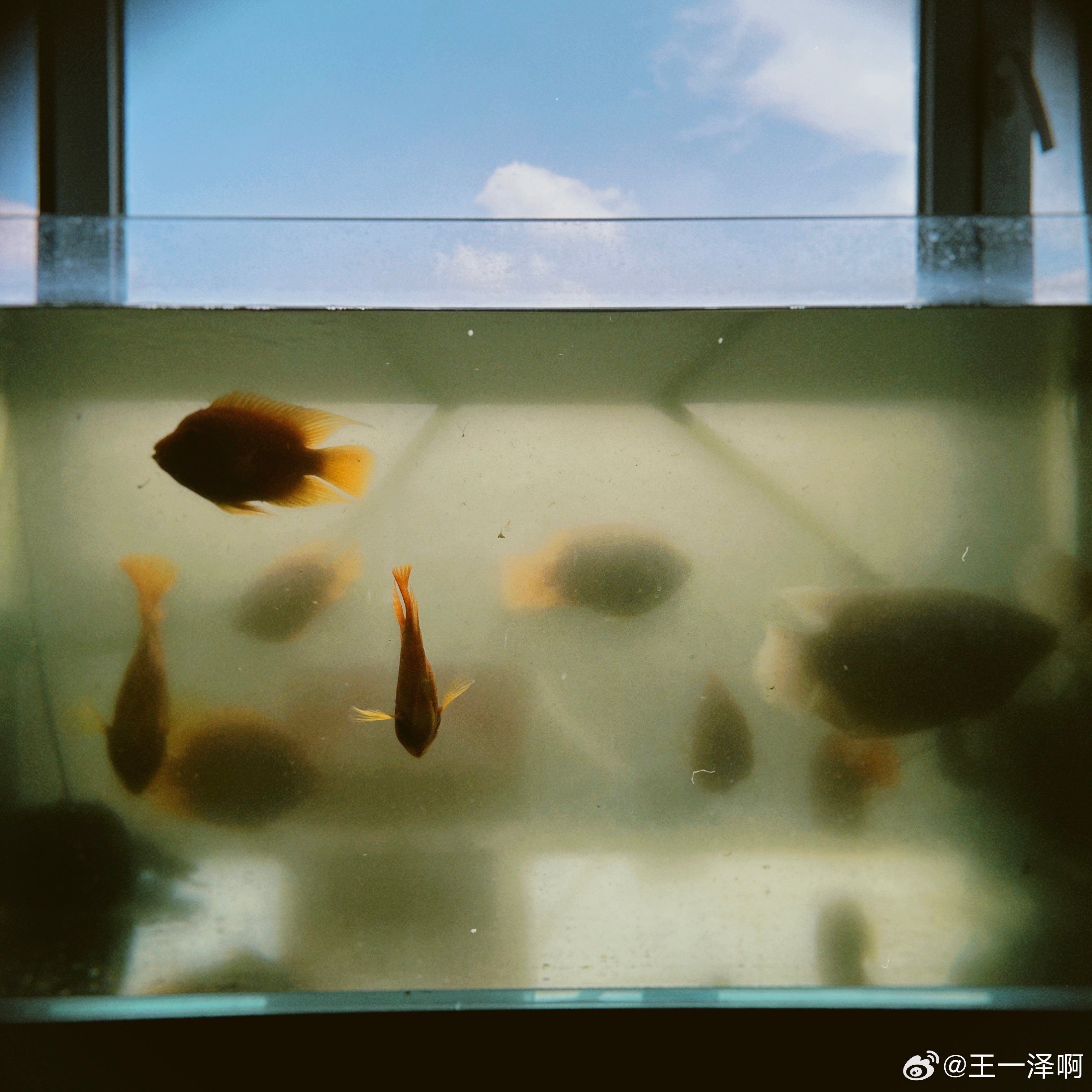 小🐟有危险！！ 