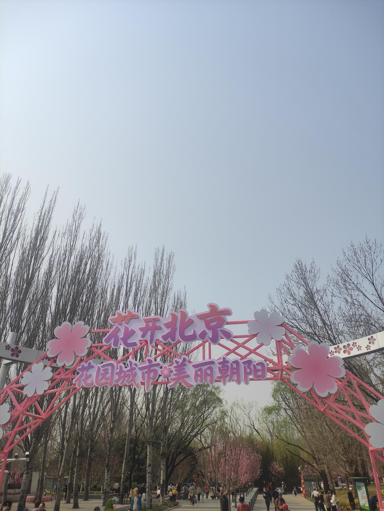 北京首条“樱花🌸河”上线！北京春天美景 北京赏花地 京城樱花 
3月下旬起，蜿