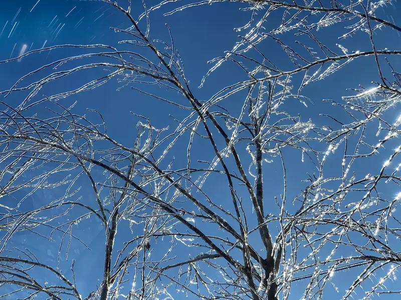 今年冬天的不同 今年冬天和往年太不一样了！以往冬天，街道树木早早掉光叶子，公园湖