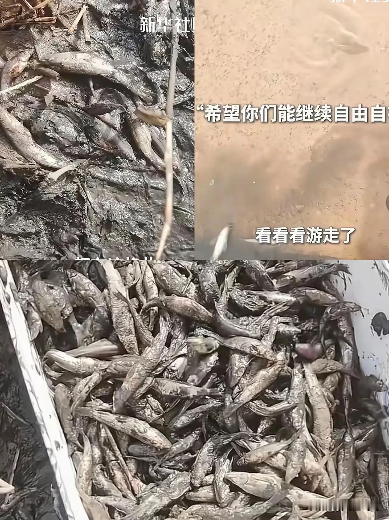 泪目了！新疆一女子去看胡杨林，结果路边发现一条几近干涸的水沟，里面好多在稀泥里挣