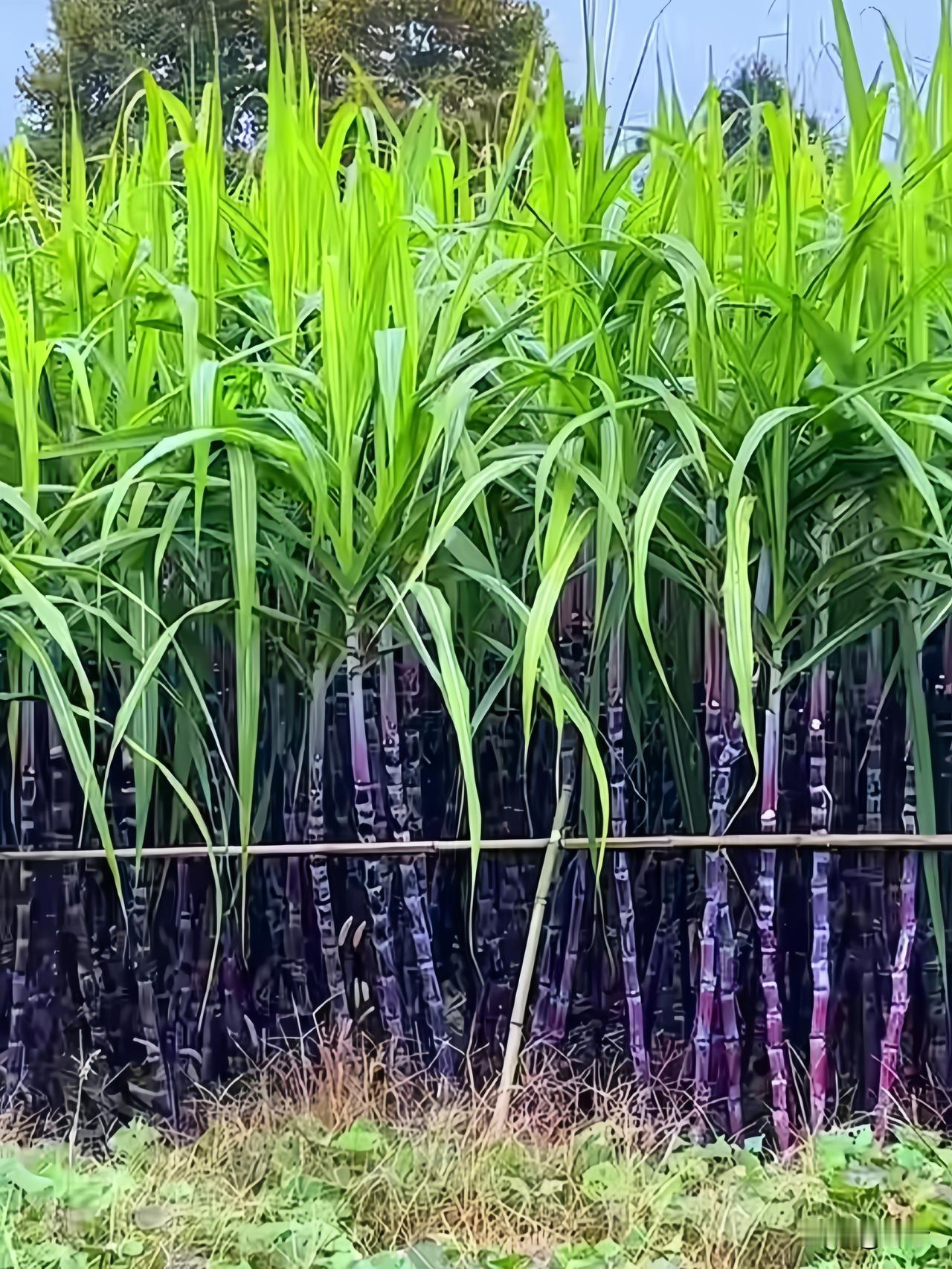人这一辈子
有人说：
你到底是喜欢南方的甘蔗林，
还是北方的青纱帐？
当然也可以