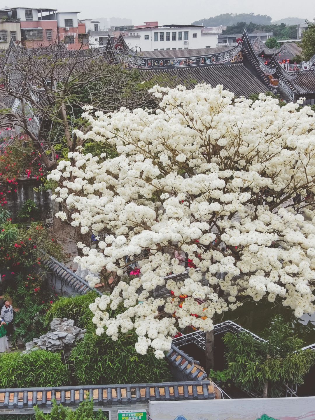 花开成海！这是属于广州的春日限定！