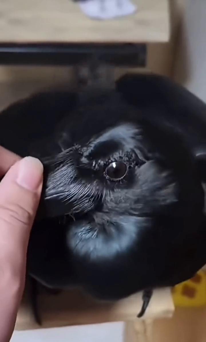 谁见我谁发财，不仅发财还无病无灾，身体健康快乐。