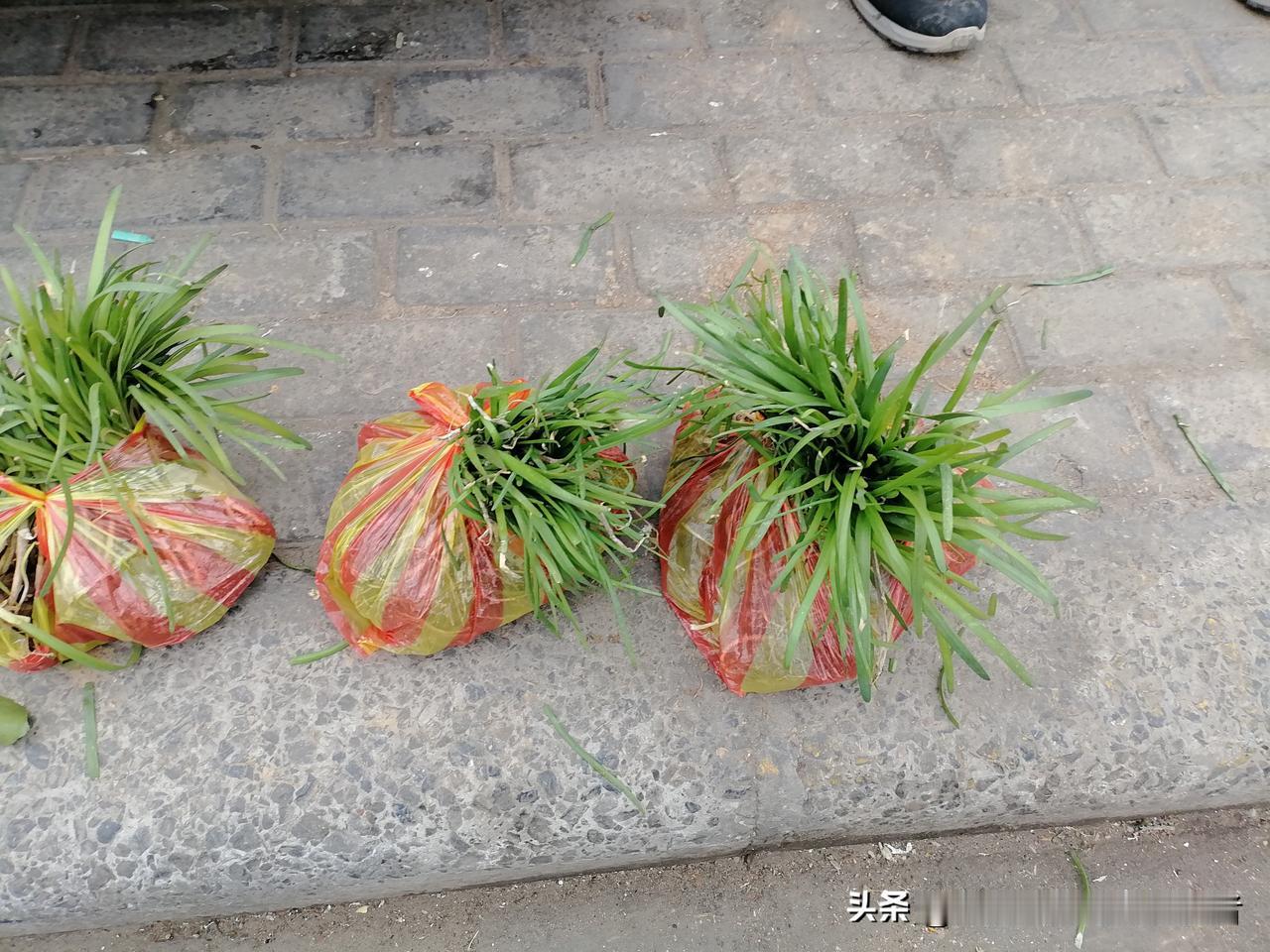 开封市韭菜苗自己可以种韭菜吃，自己种的韭菜好吃