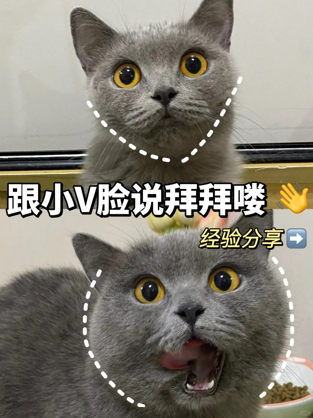 猫咪长肉很简单！亲身经验了解一下🙋‍♀