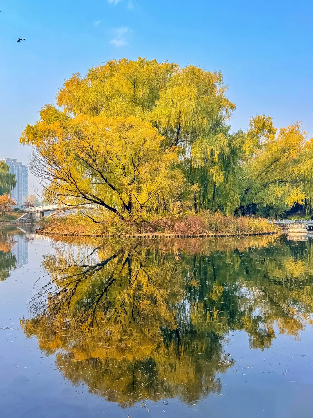 11.12live神树黄了‼️杉树红了‼️错过等明年