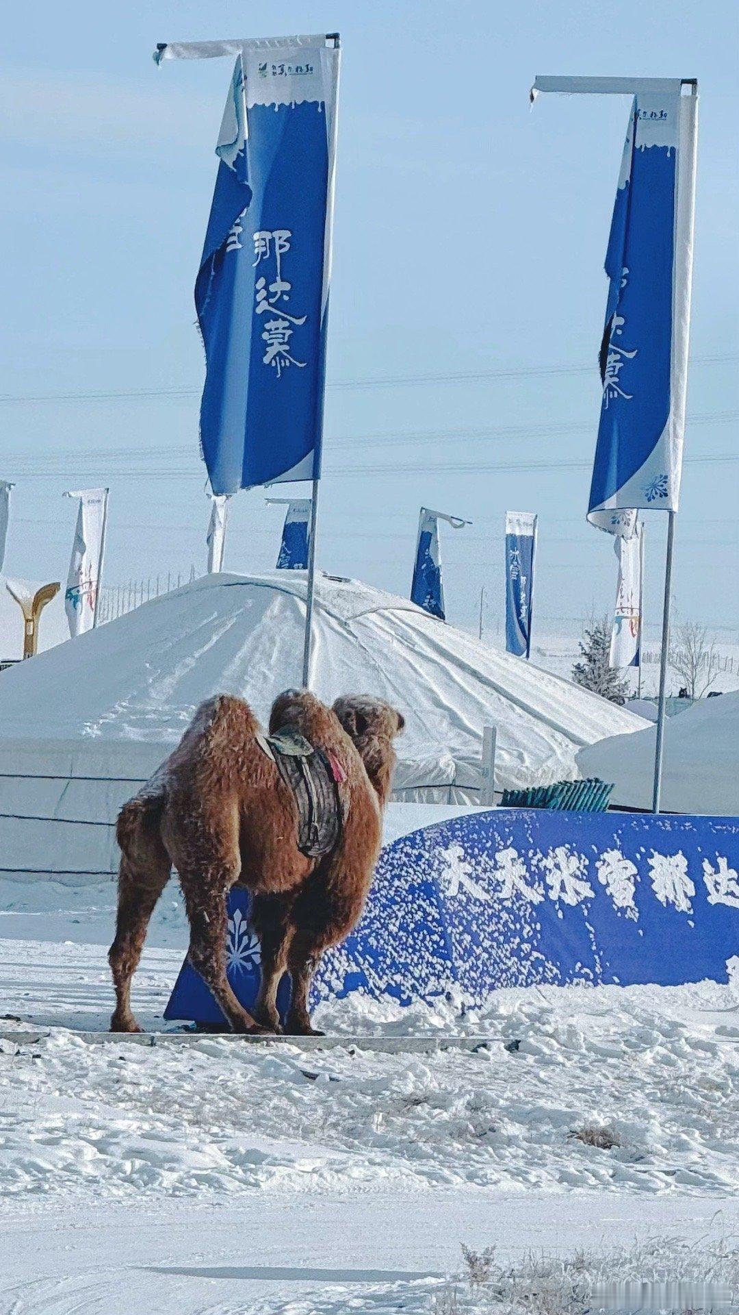 第一次在茫茫雪原见到骆驼，而且比沙漠骆驼更壮硕～～没想到从零上40度到零下40度