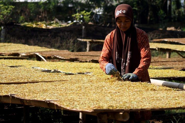 世界上最荒唐的“合法投毒”在哪？就在印尼。这里七千万人排队抽烟，政府不仅不拦着，