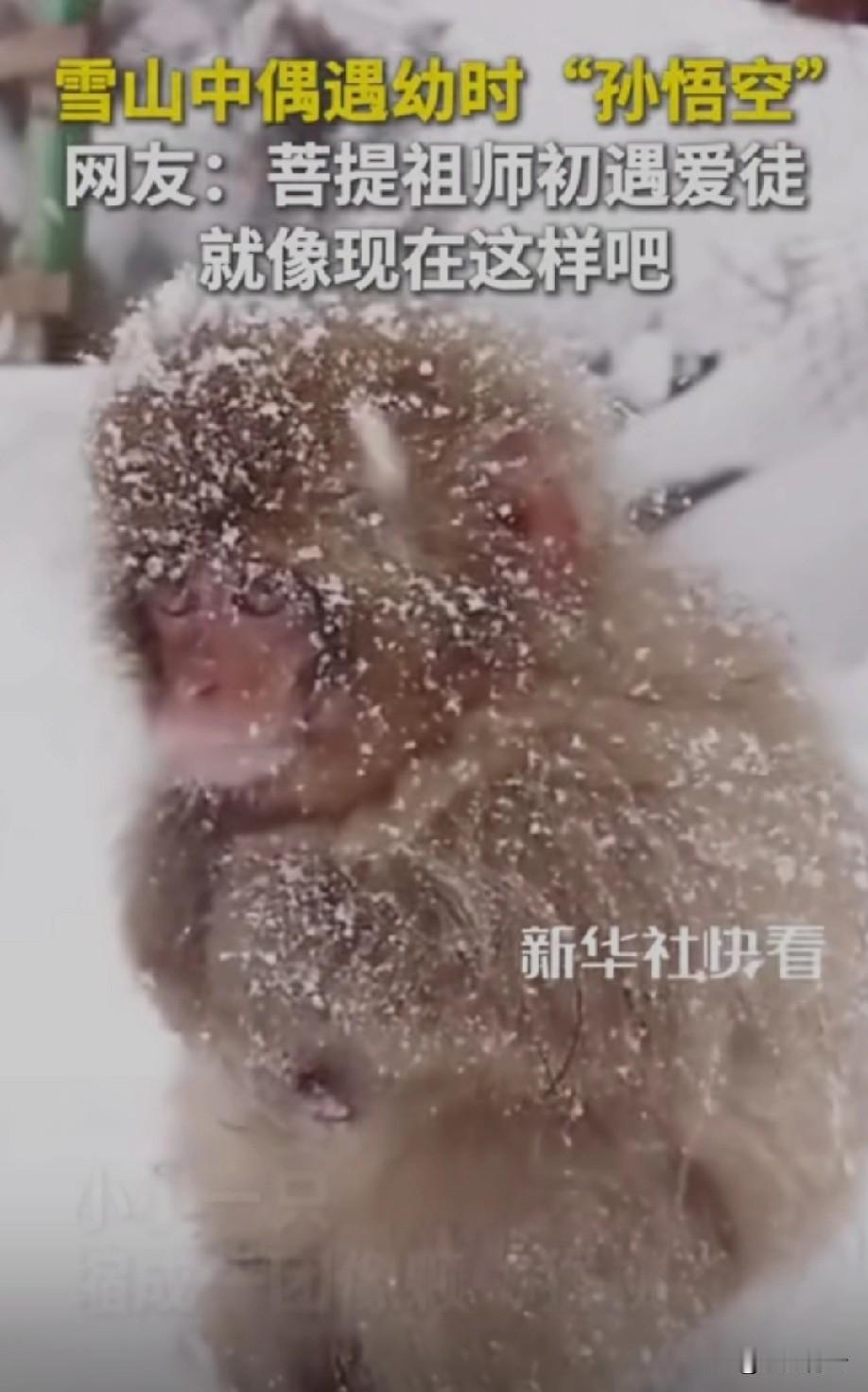 好可爱的小猴子！