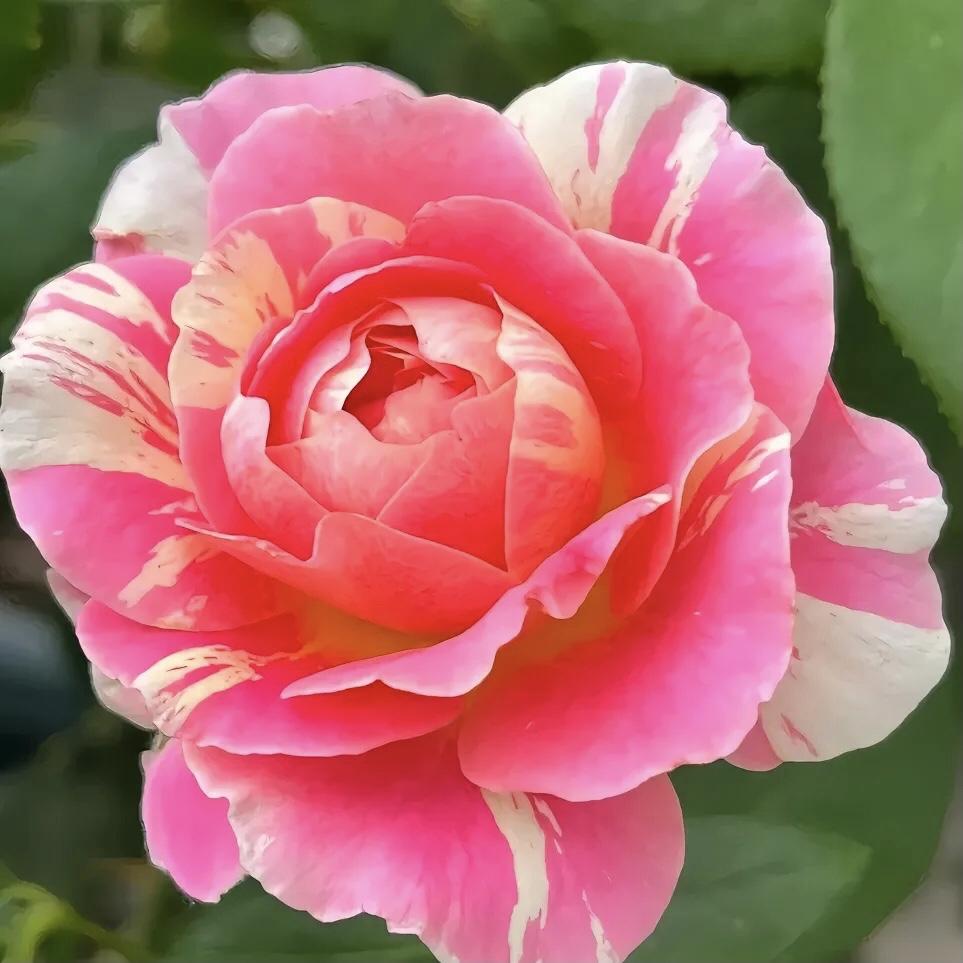 分享图片～月季花
花容月貌，各显芬芳
芬芳馥郁，馥郁清秀
