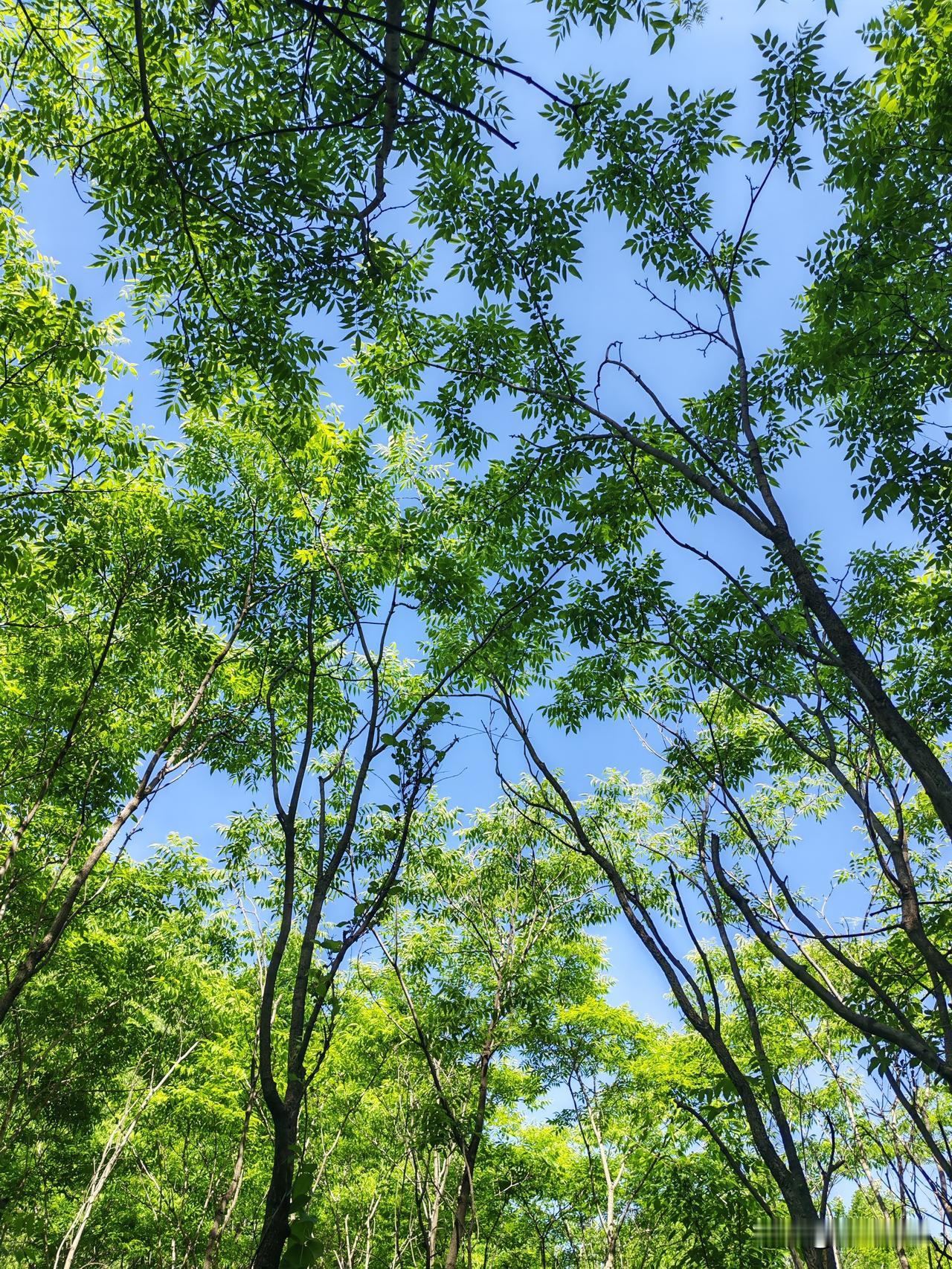 醉美的夏天。
葱茏苍翠，瓜果飘香，葡萄架下，树荫爽朗。