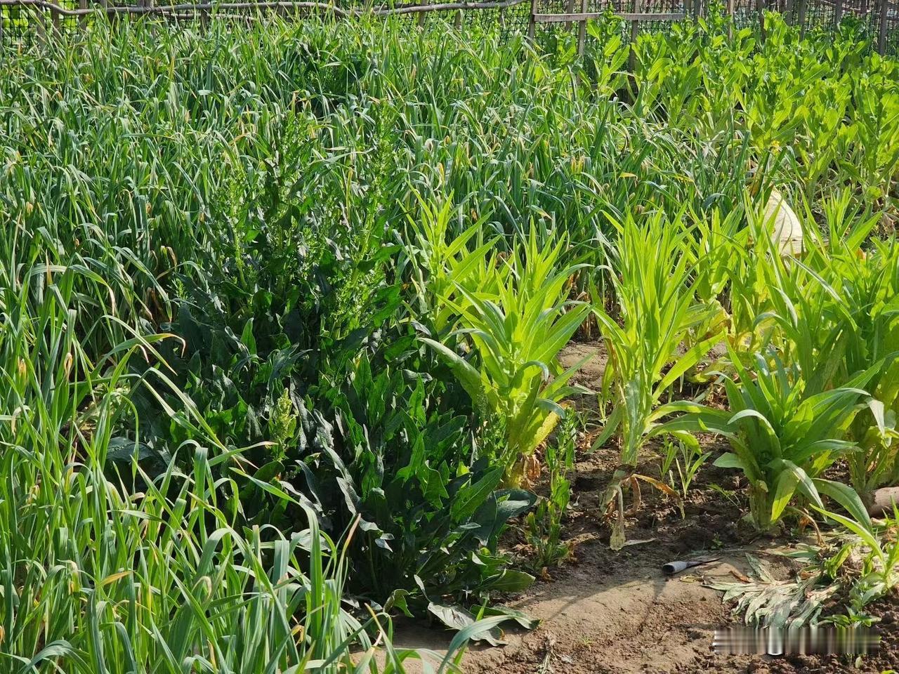 张雪峰为什么劝那么多人去考研?
【小对联】
上：……？
下：容身。