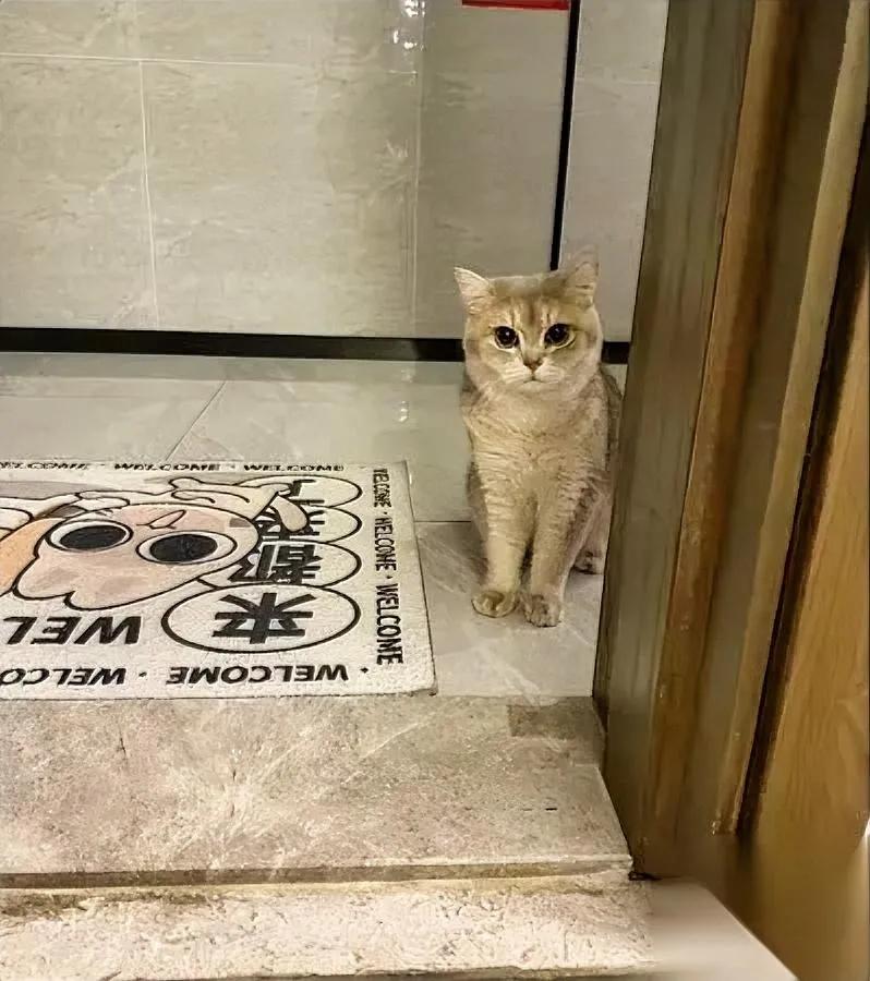 昨天对门的动静，我到现在胸口还堵。

不是吵架，是他们把猫扔楼道了。

哐哐的开