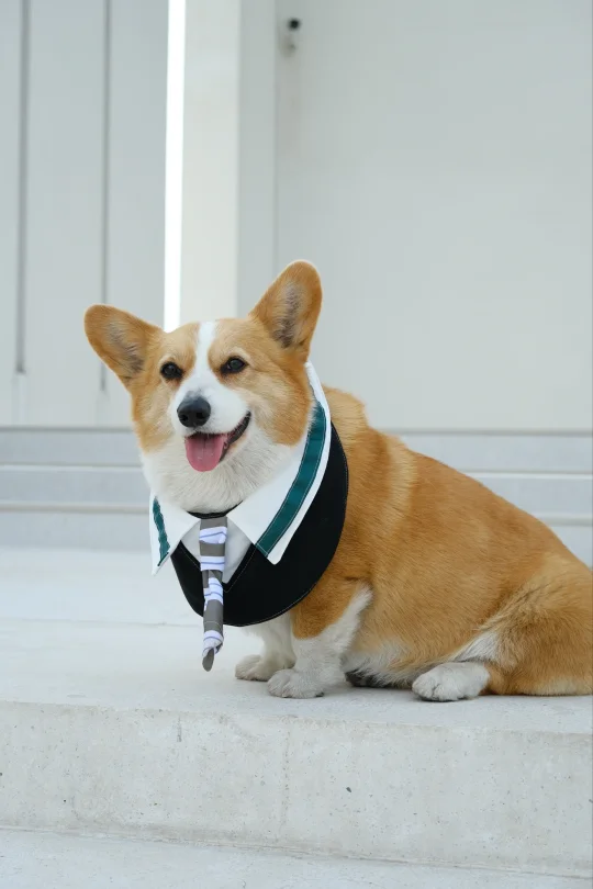 带我的哈基米去拍照啦🐶