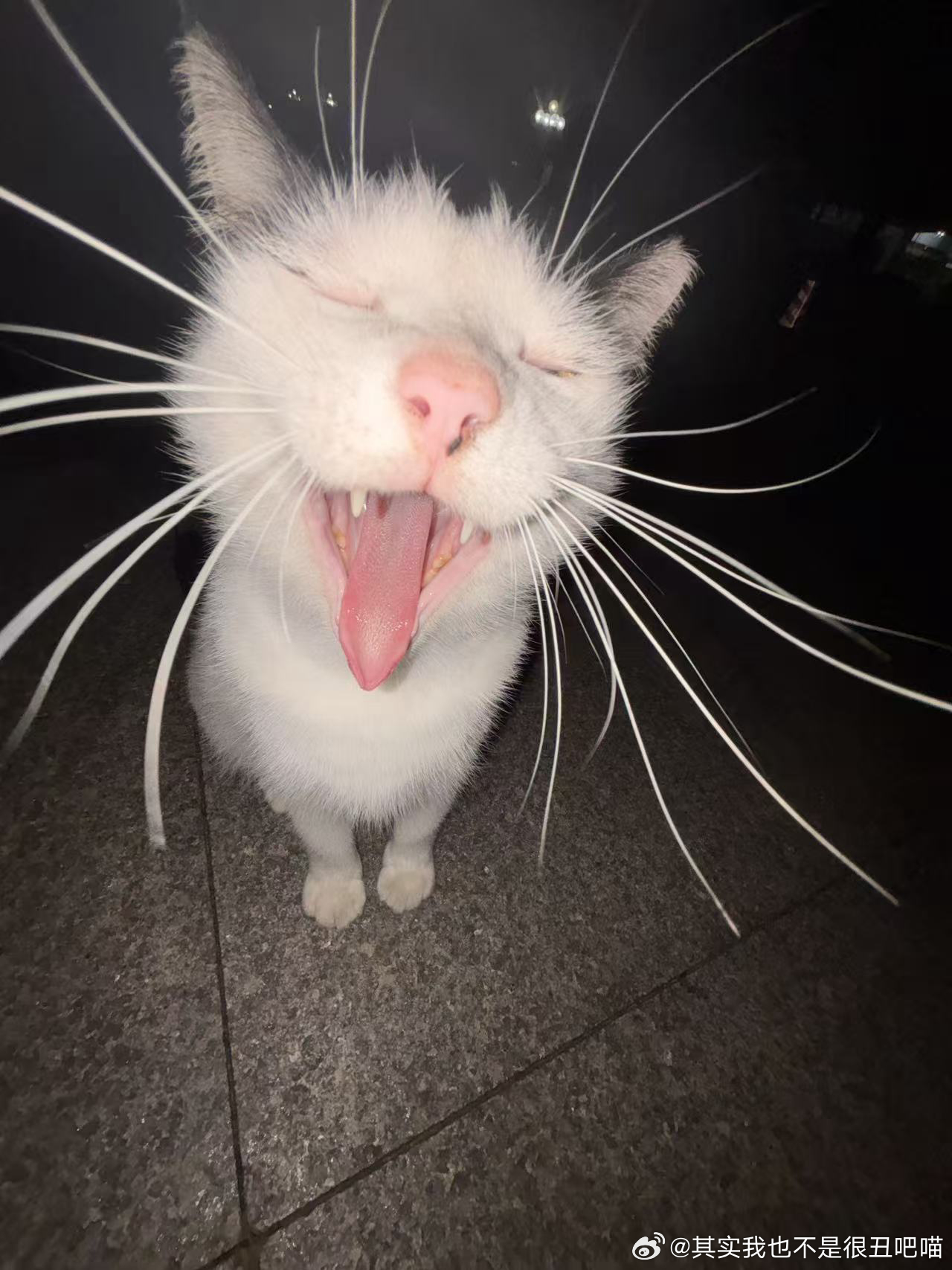 49210【丑猫】46527续集 