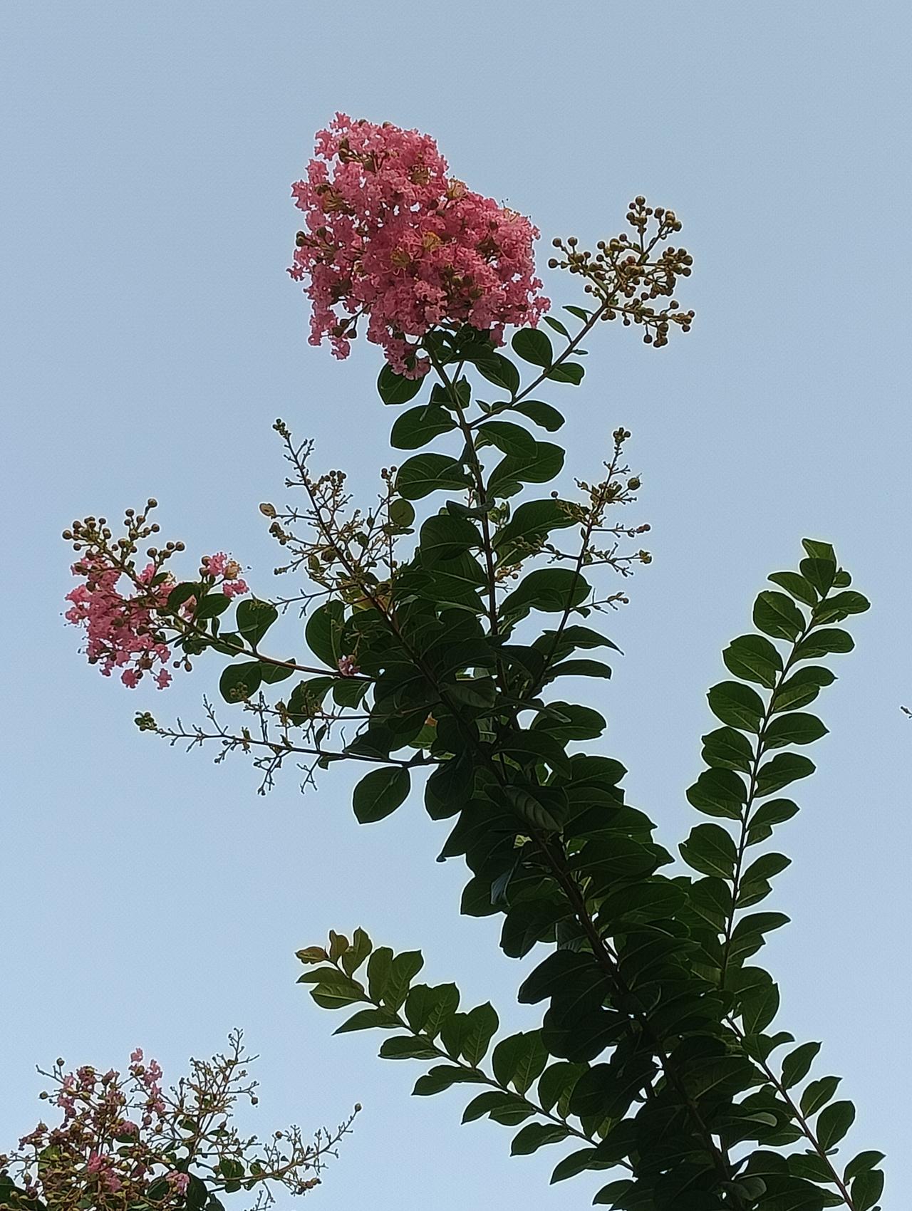 大家好，我是七姐，时间过得真快呀！转眼时间又8月8号了，每天不停的在奔波，不管怎