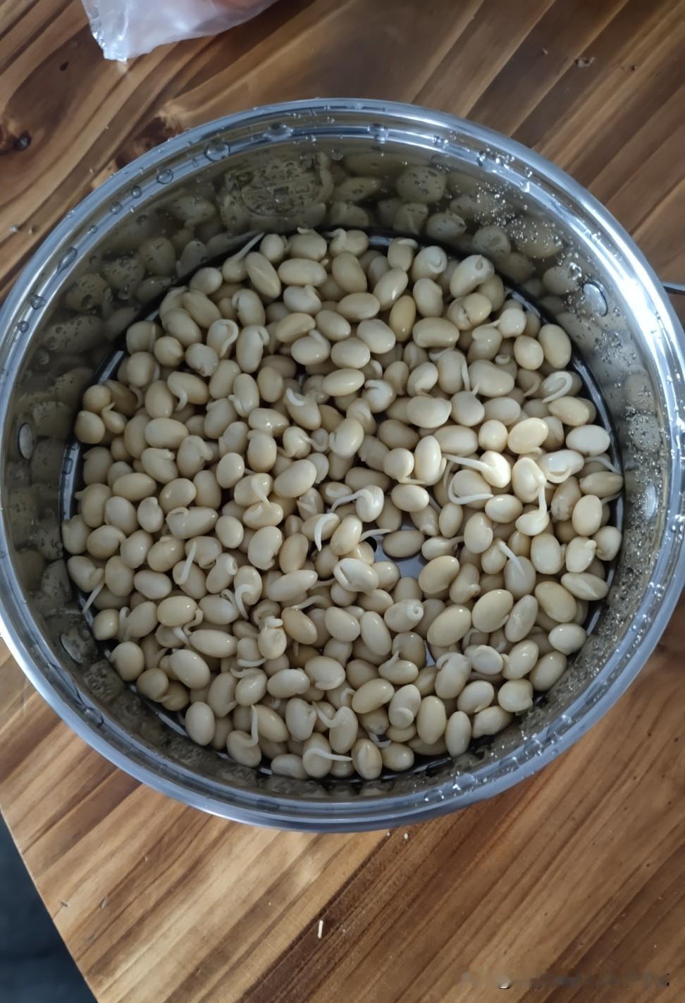 在网上看到有人用纯净水瓶发黄豆芽，很简单，我也想着试试，结果失败了。
石先生说是