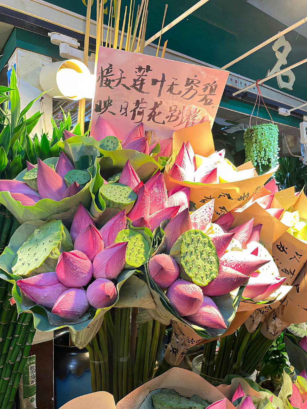 愿你这个夏天好运莲莲🪷✨