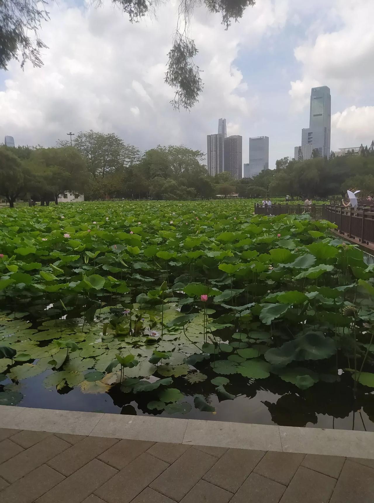 夏日生活打卡季今天出去玩，很开心。看看我拍的相片，接天荷叶无穷碧，映日荷花映别样