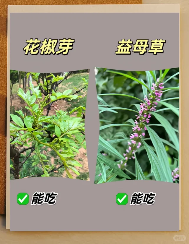 春日挖野菜防翻车图鉴🌿