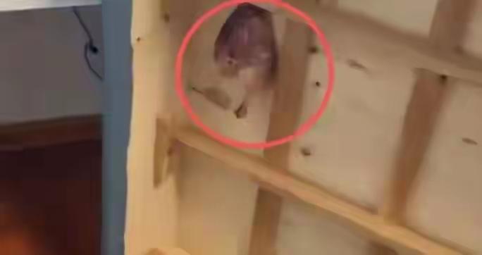 吊顶渗血、夹层藏死鸡！二手房的恶臭究竟藏着什么秘密？

哎，朋友，你最近知不知道