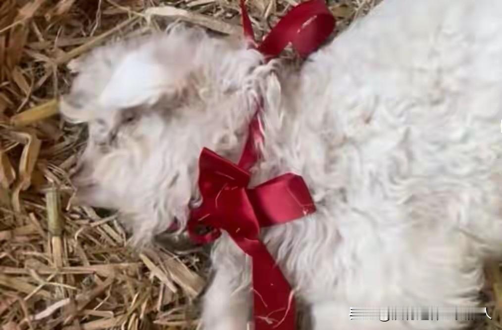 有本领果然能够改变命运！

宁夏有一只出生仅10天的小羊羔，靠着会∵装死；的技能