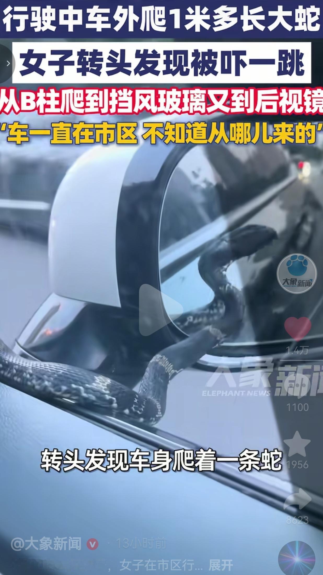 头皮发麻！女子开车时转头，竟发现1米多长蛇在车外爬
 
开车开到一半，转头看见一