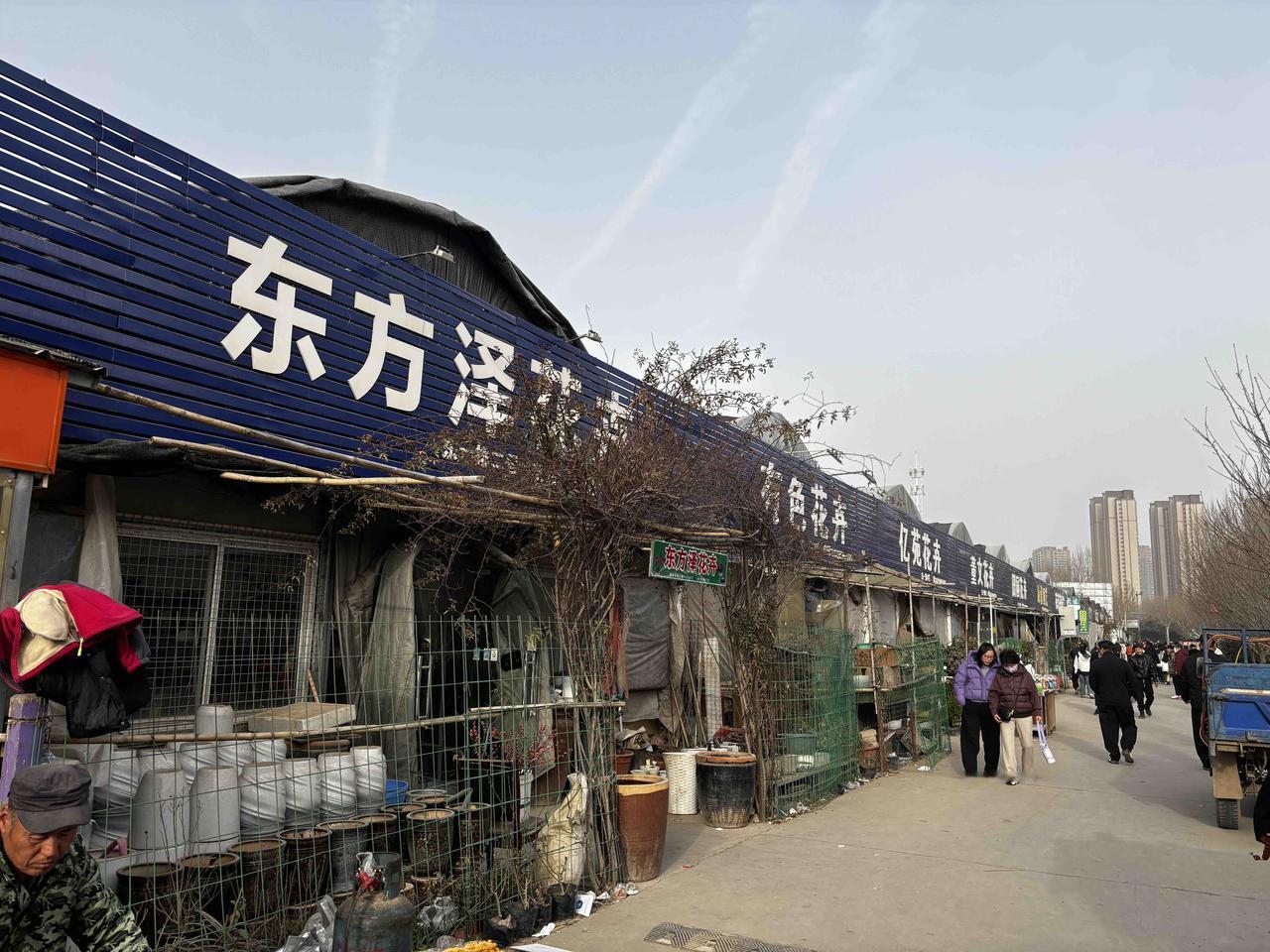 最抢手的是蝴蝶兰和富贵竹，还有多肉。老板们都说，过年买花是图个吉利，现在买是图个