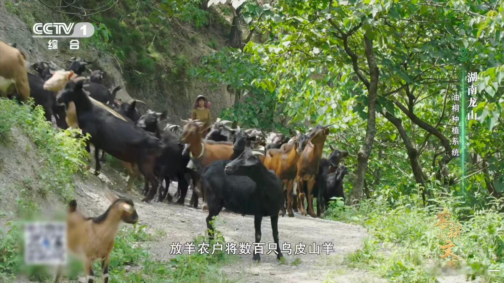 羊羊羊化身除草特工队乌皮山羊组成的除草特工队战斗力超强，它们能轻松钻林上坡，专挑