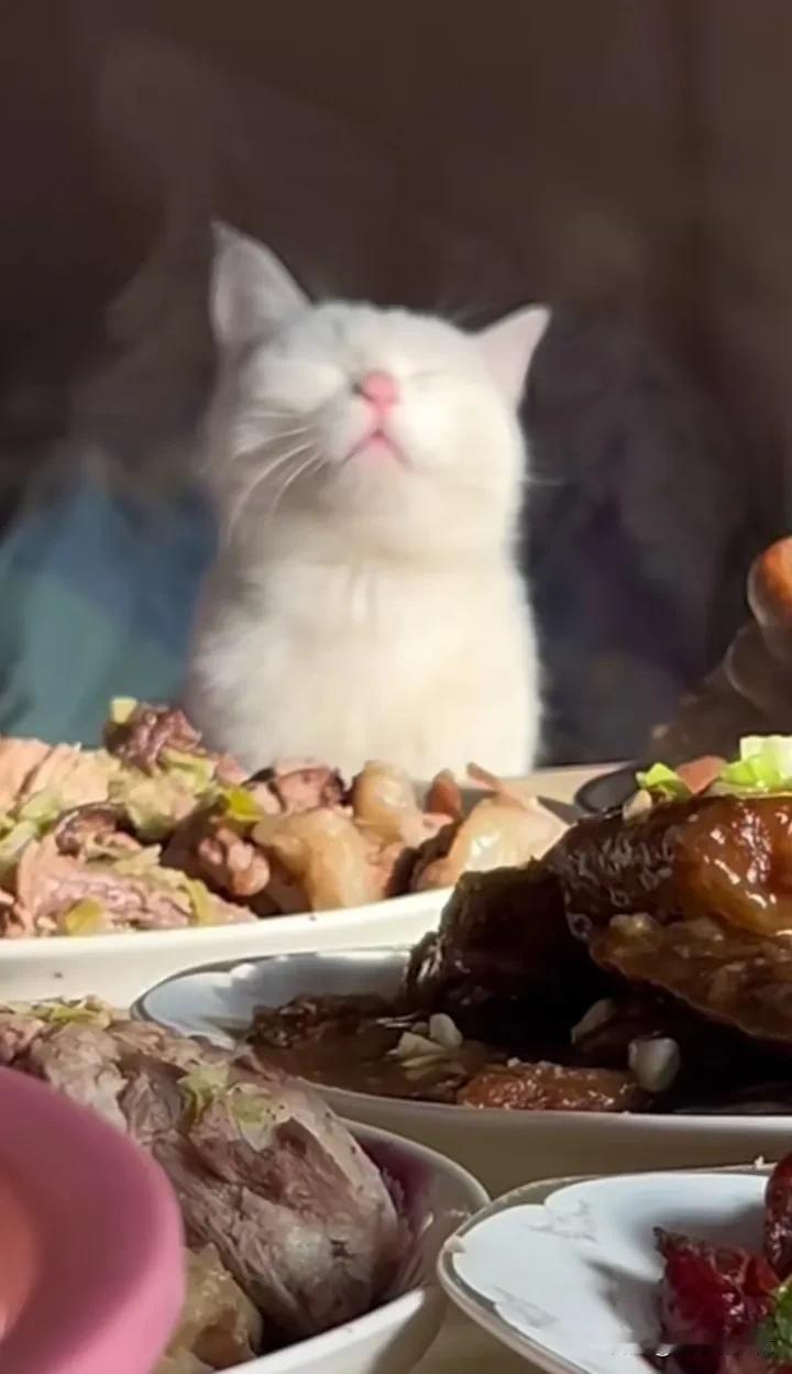 猫：看着都饱