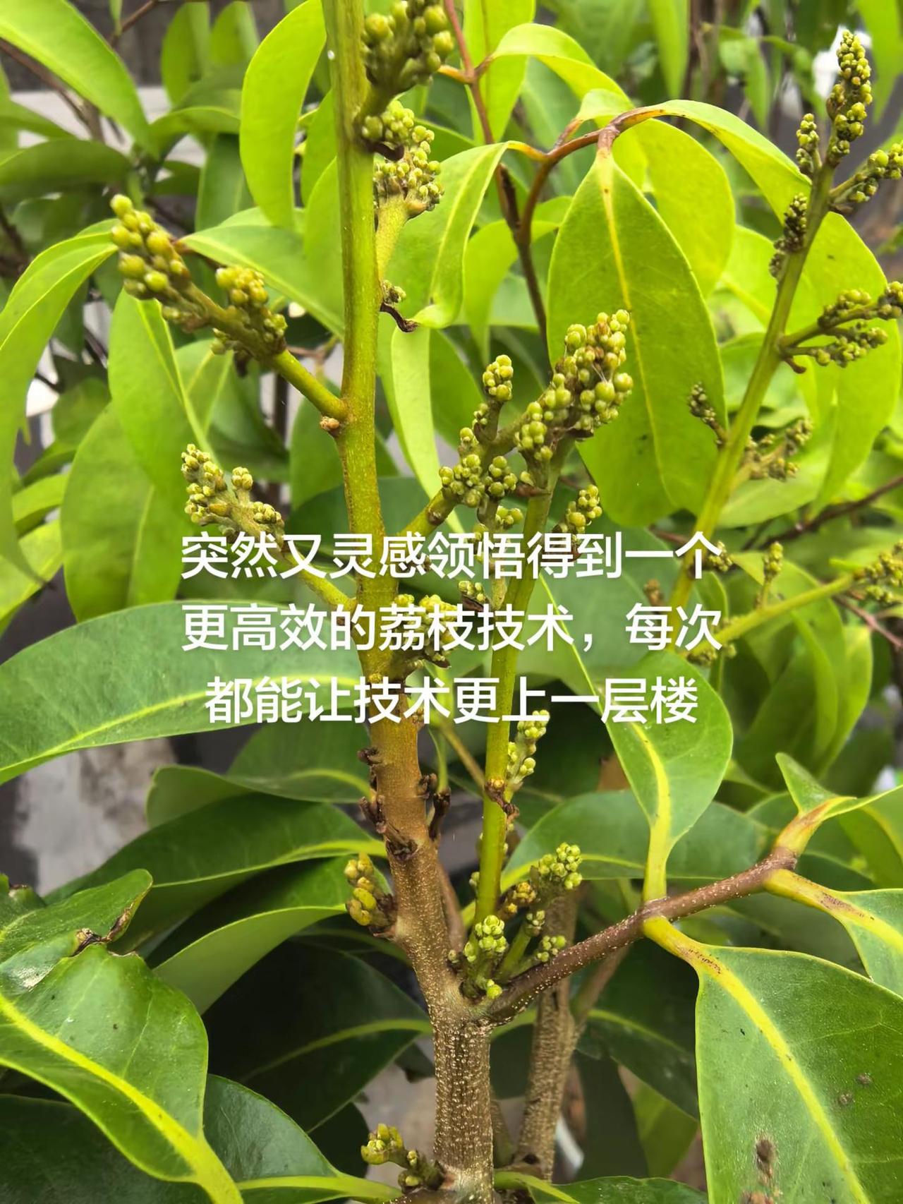 又想到一个独特的荔枝新技术 突然又灵感领悟得到一个更高效的荔枝技术，每次都能让技