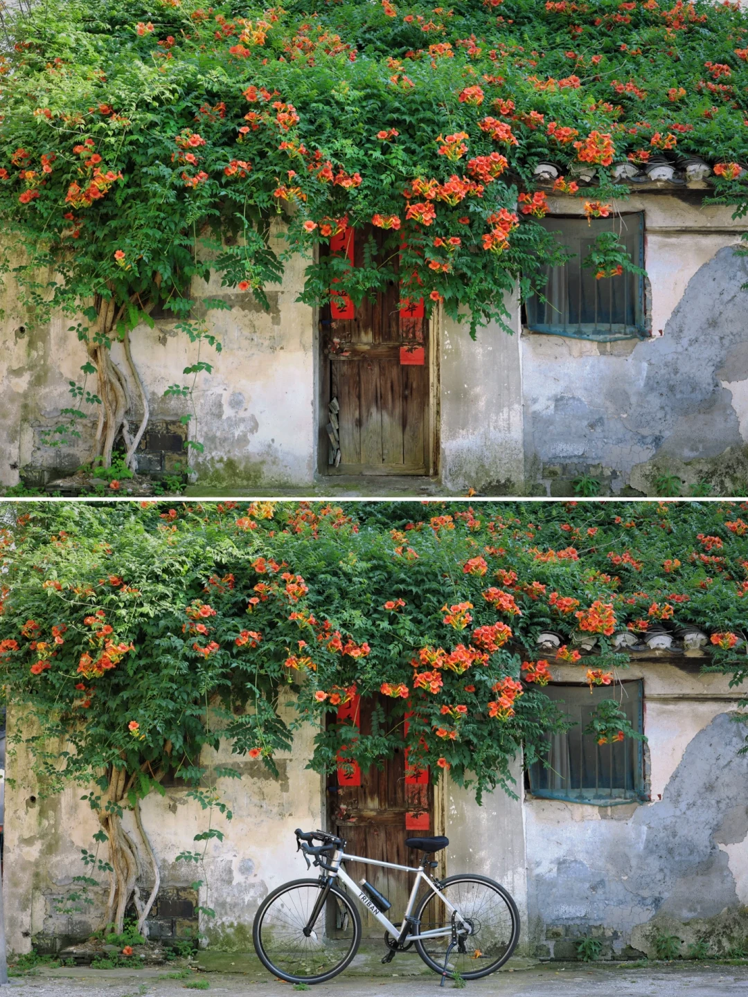 苏州骑行｜凌霄花🌺开在苏州醉清幽的村落🏞️