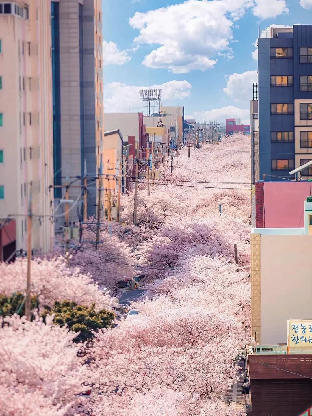 济州岛最美的樱花路🌸三月来看浪漫樱吹雪！