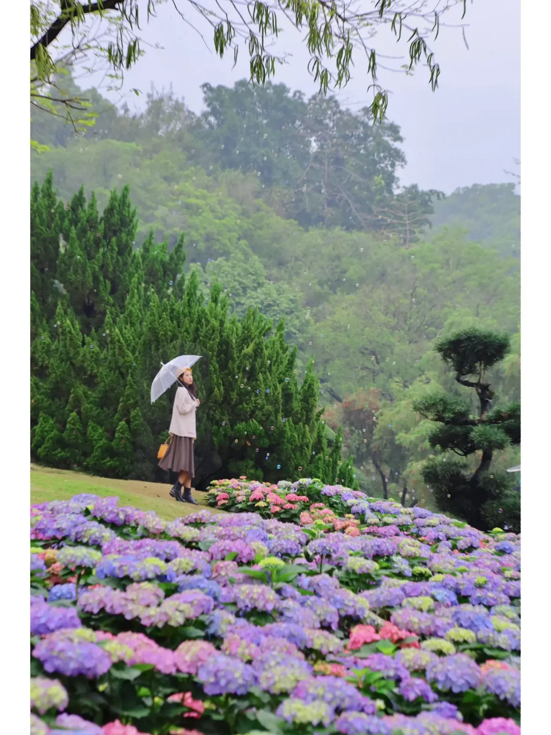 广州满山坡的绣球花海太美啦🌸 真的好喜欢