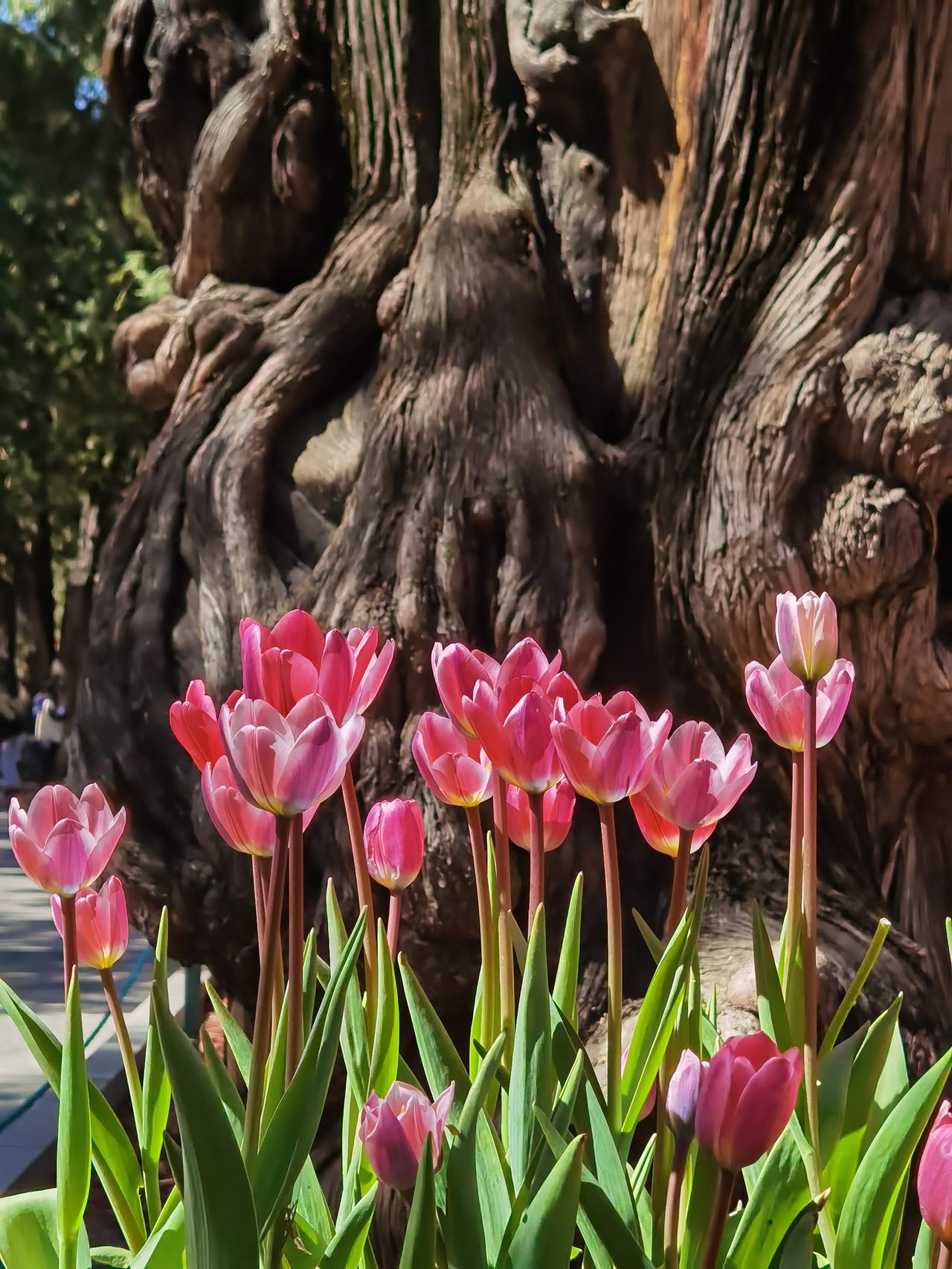 北京中山公园真的很不错，可以赏玉兰（之前已介绍），还可以赏郁金香，还可以赏竹。